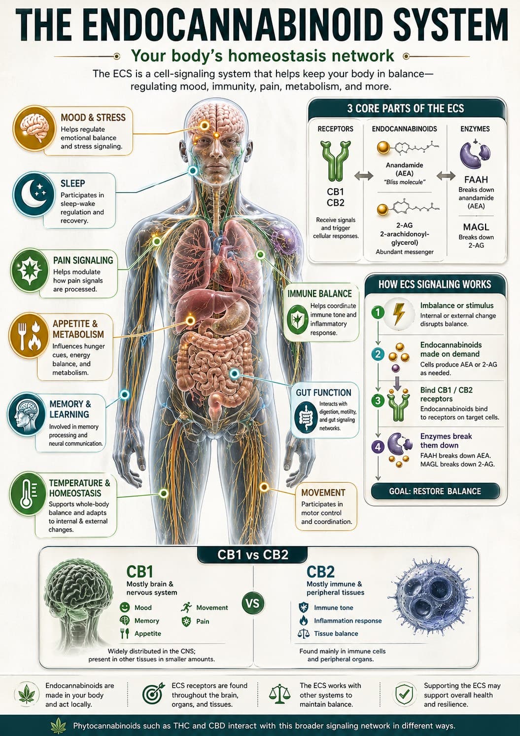 Educational infographic showing the endocannabinoid system, including CB1 and CB2 receptors, endocannabinoids, enzymes, and signaling